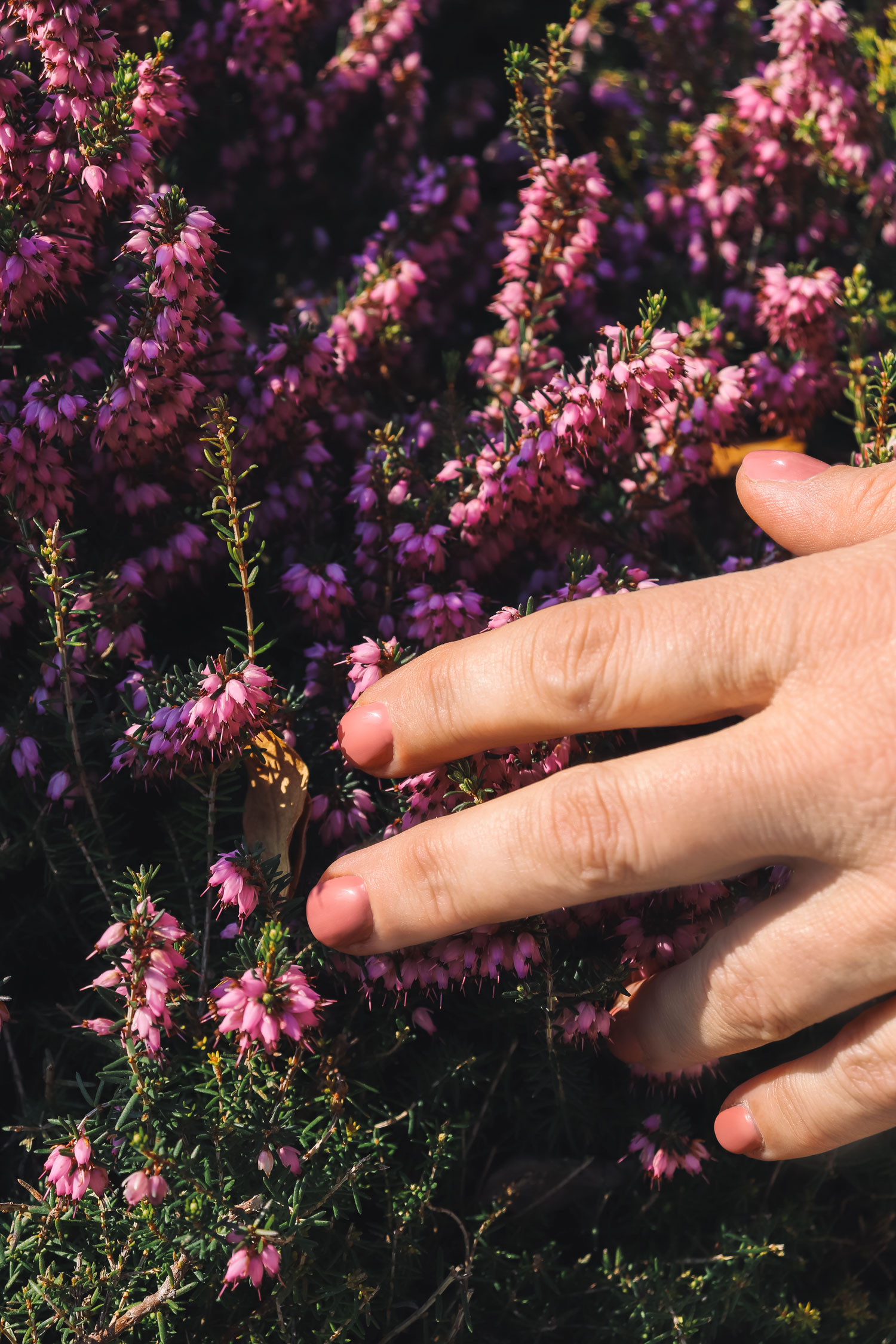 Mano femminile con manicure semipermanente rosa cipria a contatto con fiori di erica, simbolo di bellezza naturale e cura delle unghie